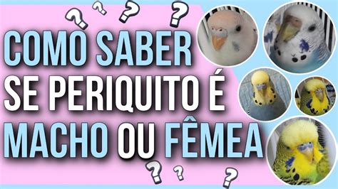 homem comendo o periquito da mulher|O homem metendo a p***** na periquita da mulher no periquito。